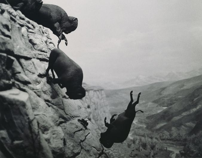  David Wojnarowicz (born 1954, died 1992) Untitled (Buffalo), 1988&ndash;89 Vintage gelatin silver print, signed on verso, 28⅝ &times; 35&frac34; inches Collection of Michael Sodomick, Courtesy of the Estate of David Wojnarowicz and P.P.O.W Gallery, New York